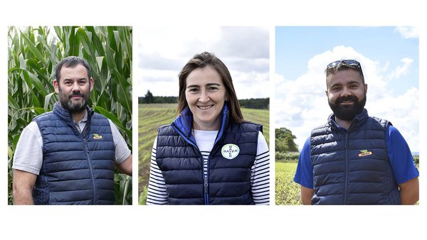 Solucións fitosanitarias para minimizar as perdas de produción dos teus campos de millo