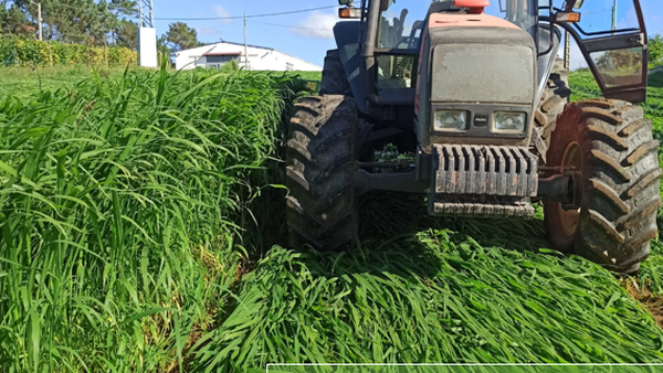 Delagro organiza unha xornada formativa sobre o pasto Siambasa