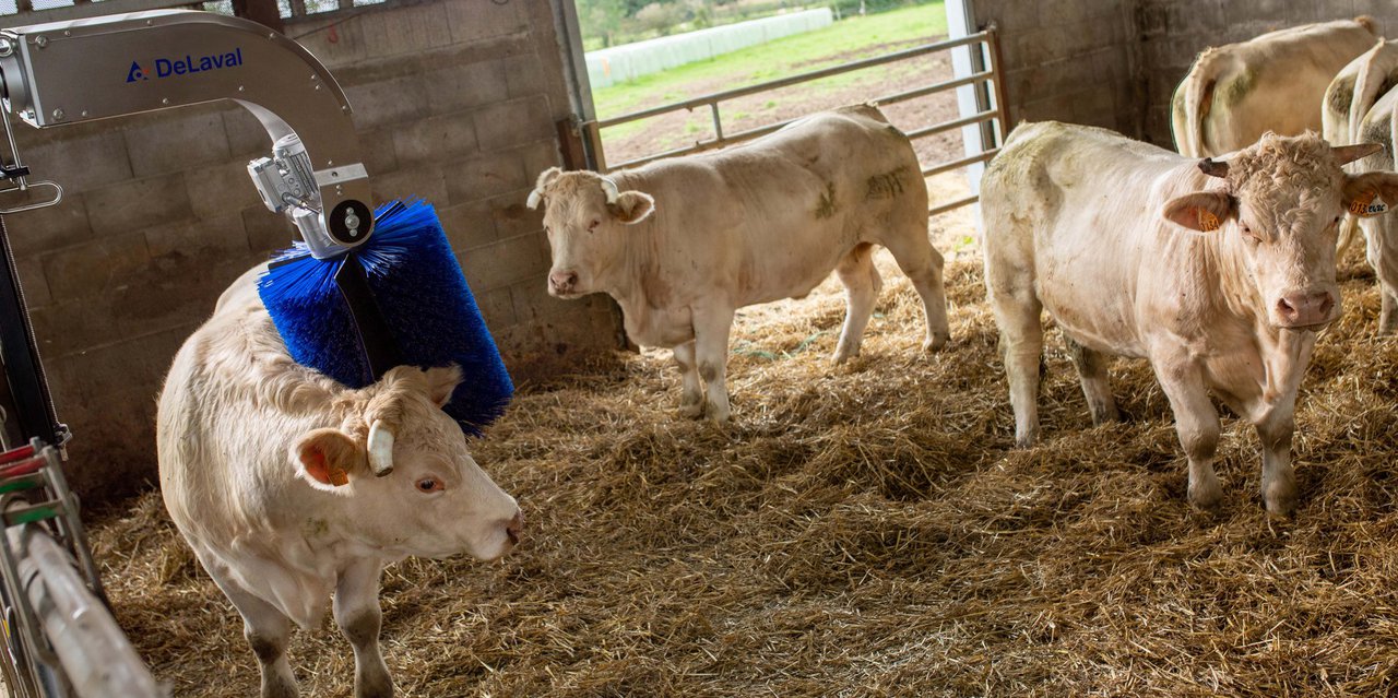 Delaval lanza su nuevo cepillo rotativo SBB para vacuno de carne