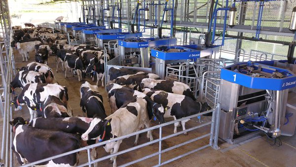 O “batch milking” ou muxido por lotes, o novo concepto de muxido robotizado de DeLaval