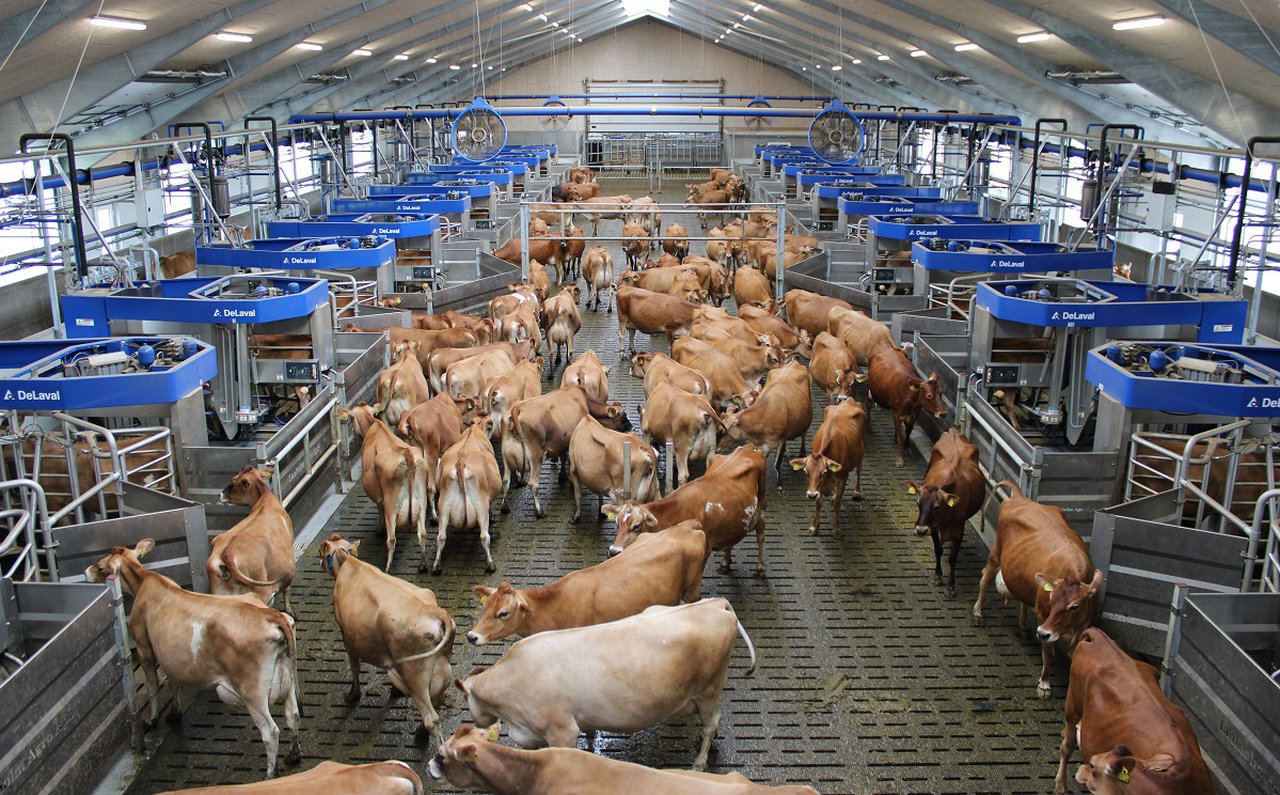DeLaval presenta el sistema Batch Milking más grande del mundo