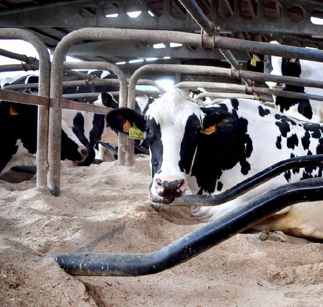 La importancia de gestionar bien el día a día de sus vacas