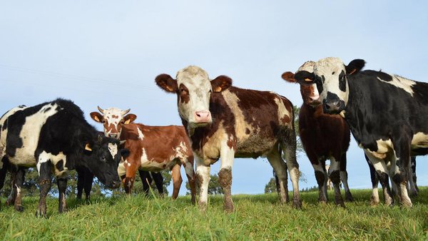 El sector agroganadero responde ante la campaña ‘Menos Carne, más Vida’ del Ministerio de Consumo