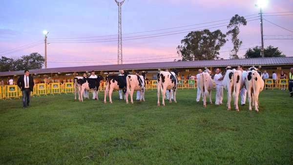 El concurso frisón de Llanera, ya en vídeo