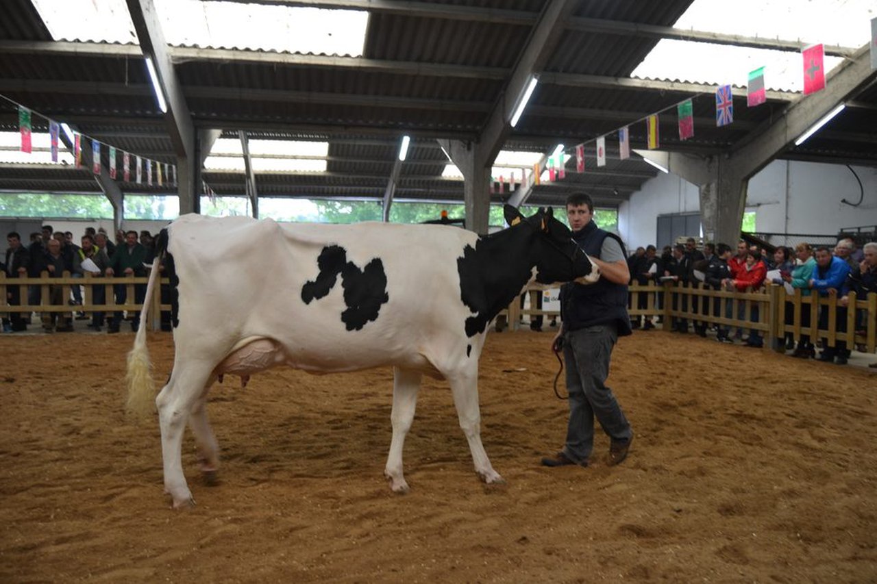 Sarria acogerá una subasta de ganado frisón el día 12 de mayo