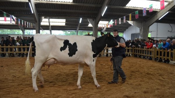 Sarria acogerá una subasta de ganado frisón el día 12 de mayo