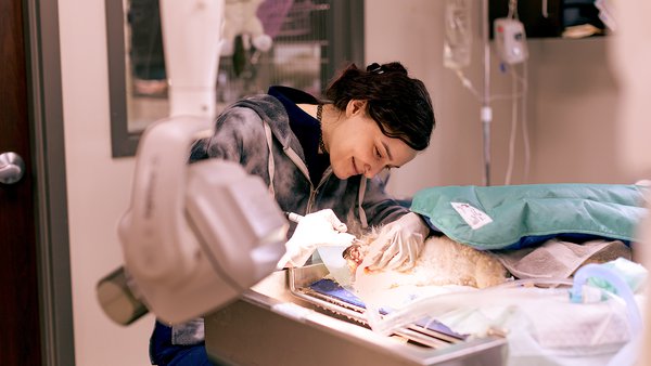 Boehringer Ingelheim pone en valor la figura del veterinario en una nueva campaña
