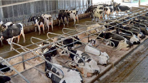 Estructura productiva y económica de las explotaciones lecheras cántabras en el actual escenario poscuotas