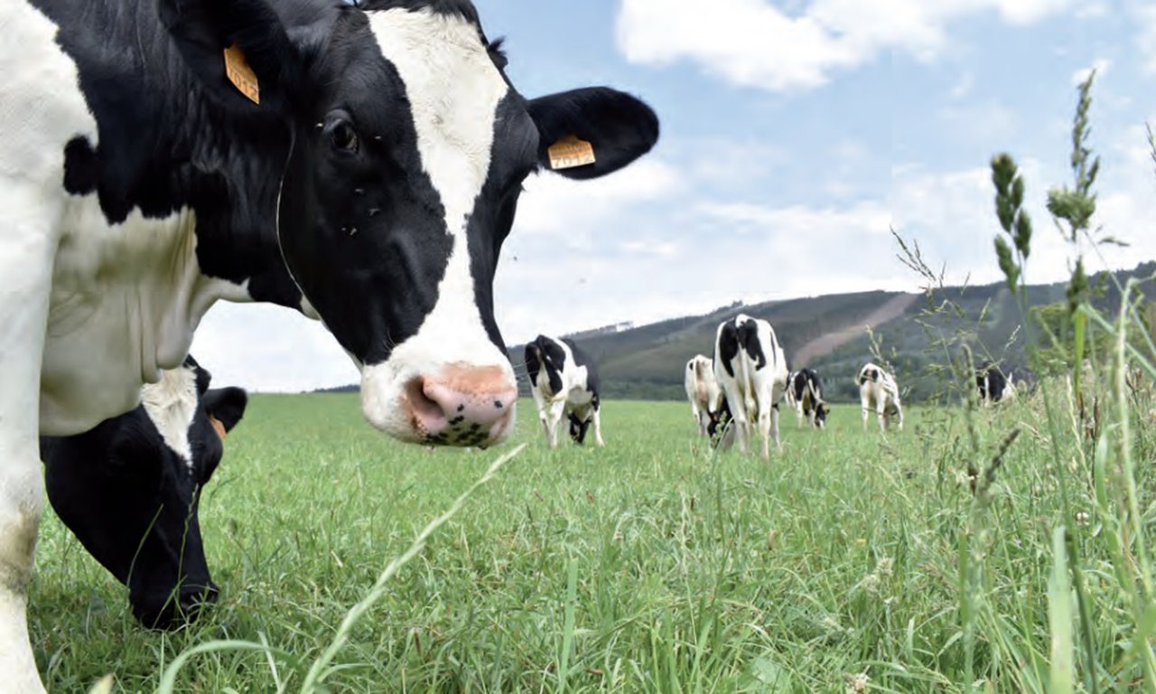 Perspectivas del mercado de la leche y los productos lácteos en la Unión Europea hasta el año 2031
