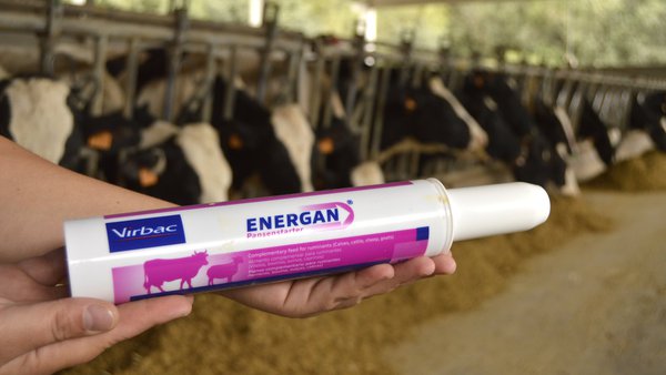 Energan, el reconstituyente para restablecer la función ruminal y prevenir la cetosis