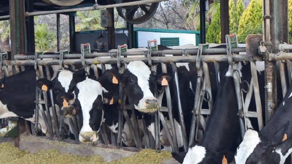 Dos años de experiencia en enfriamiento de vacas en Italia