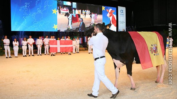 Publicada la selección española de vacas que competirá en la Confrontación Europea de Raza Holstein