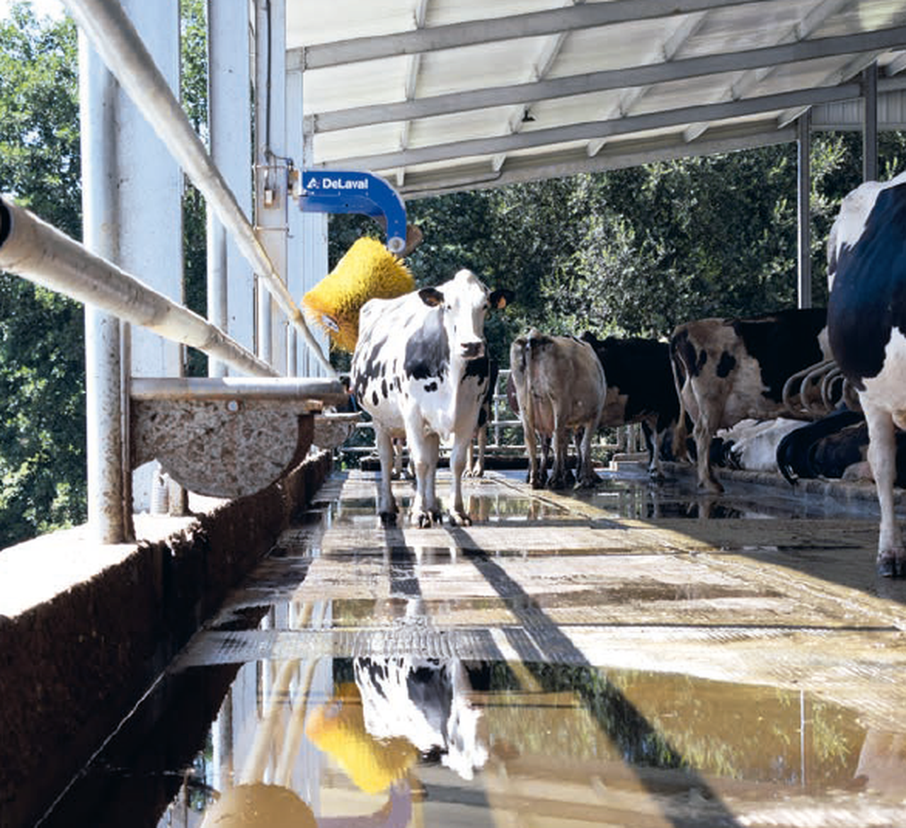 Efectos del estrés por calor sobre el contenido de grasa y proteína de la leche