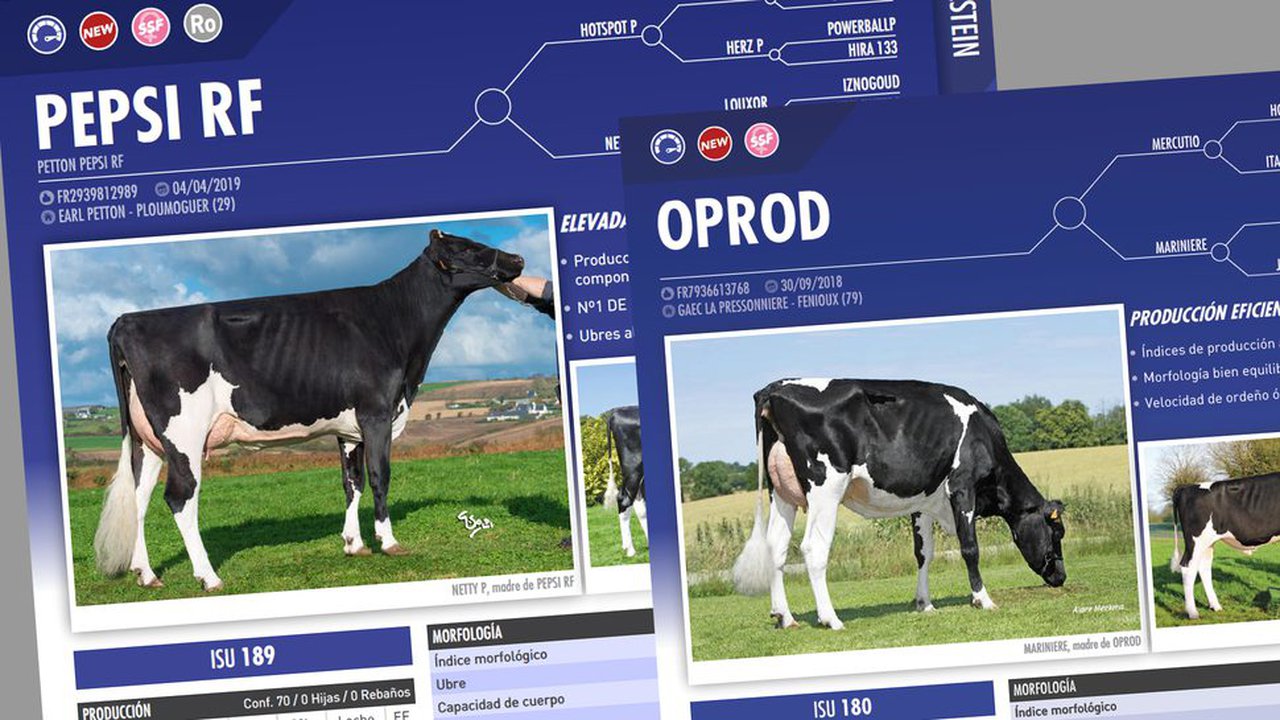 Pepsi RF E Oprod achegan ao catálogo Holstein de Evolution Iberica XY máis leite A2A2 e máis compoñentes coa máxima eficiencia alimentaria
