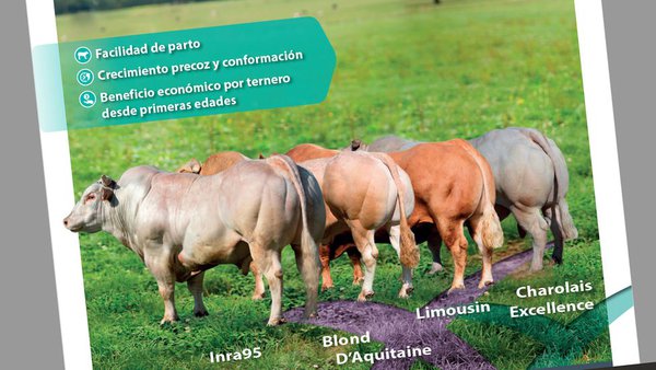 Novas incorporacións no catálogo XY Excellence de cruzamento cárnico avaliado en Holstein