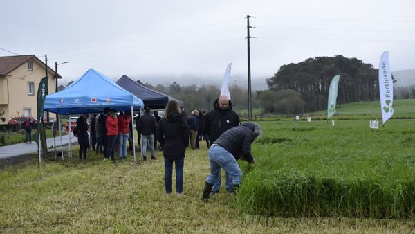 Fertiprado presenta o seu campo de ensaio de Mazaricos