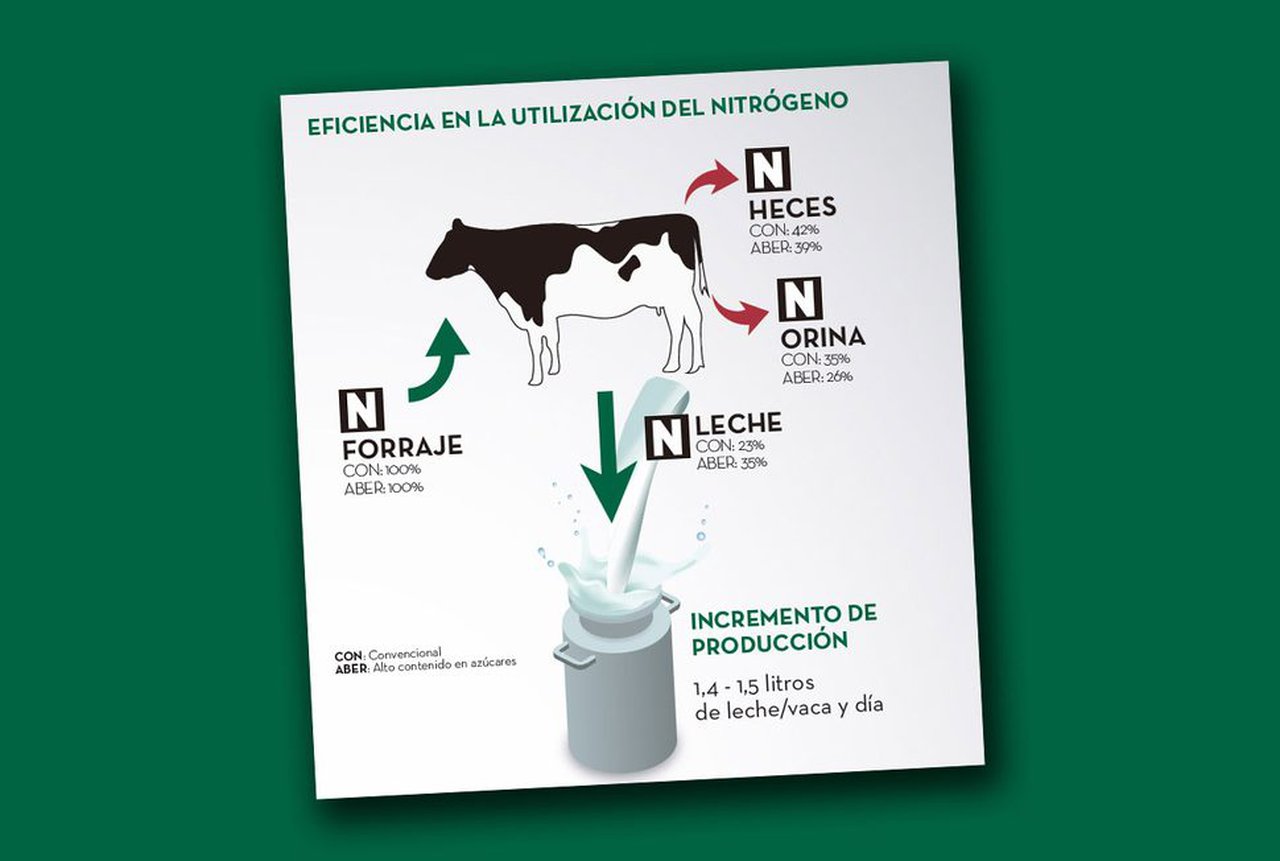Escoller o mellor raigrás: a diferenza está no contido de azucres