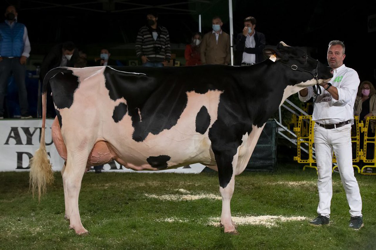 Flora Jacoby Lis ET, gran campeona en el concurso frisón de Llanera