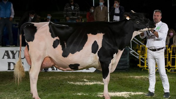 Flora Jacoby Lis ET, gran campeona en el concurso frisón de Llanera