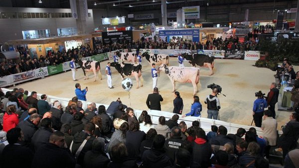 Más de 160 animales inscritos en los concursos morfológicos