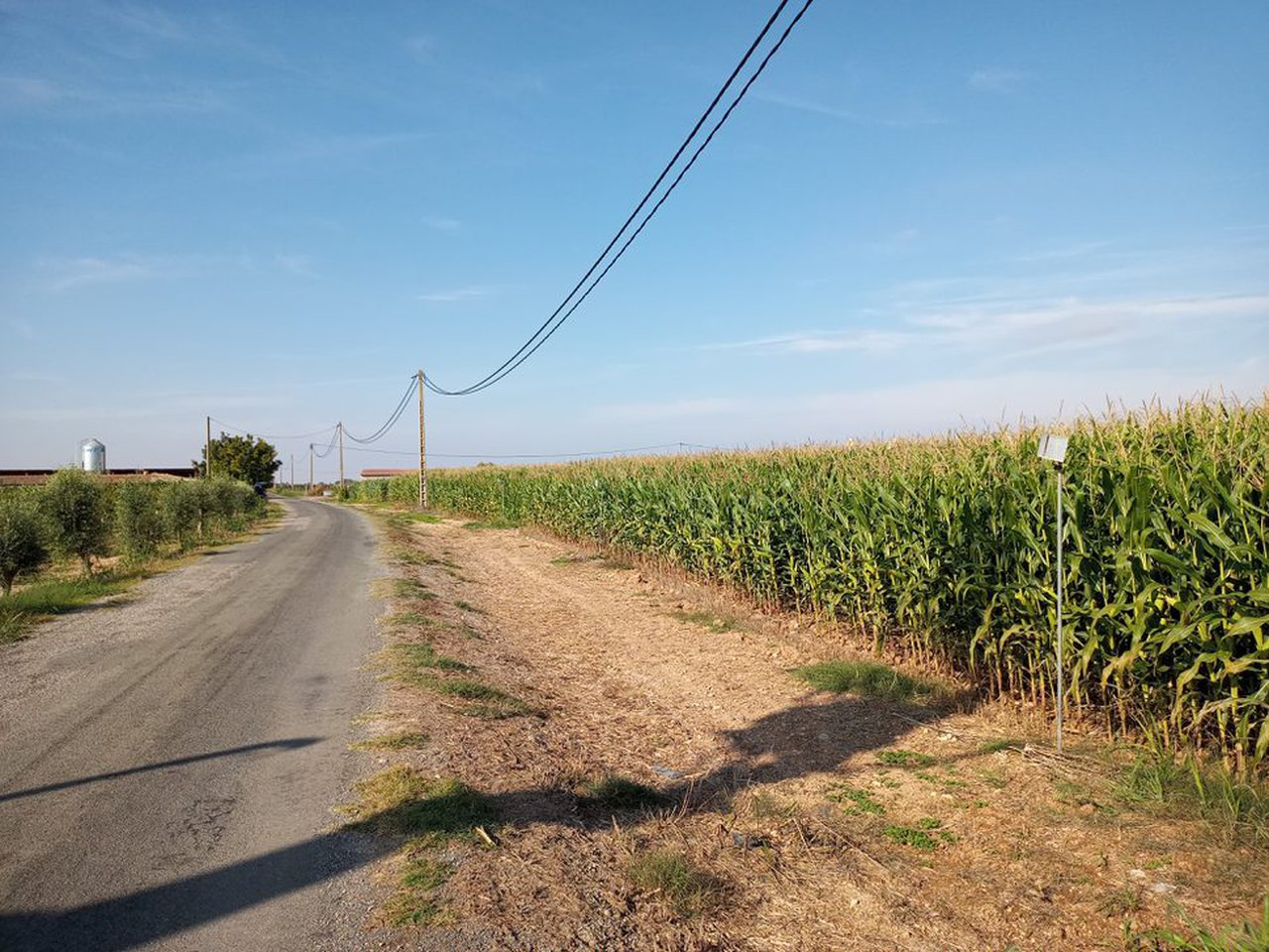 ICL mostra os resultados obtidos ao usar o fertilizante Agromaster en campos de millo de ciclo curto