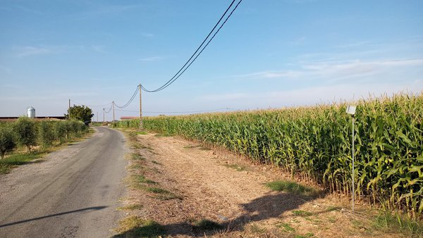 ICL mostra os resultados obtidos ao usar o fertilizante Agromaster en campos de millo de ciclo curto
