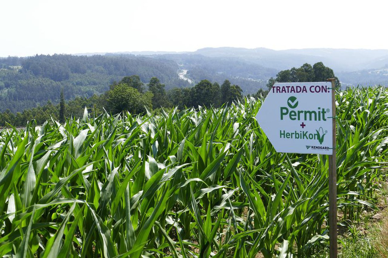 Kenogard proba a eficacia dos seus produtos para o control de malas herbas no millo