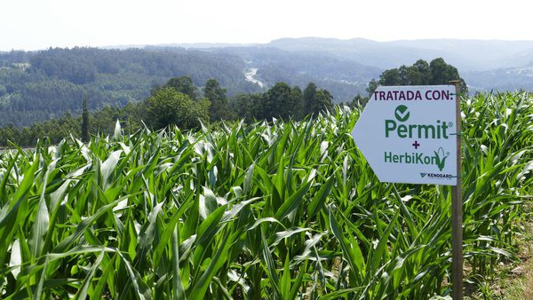 Kenogard proba a eficacia dos seus produtos para o control de malas herbas no millo
