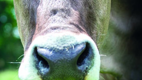 Brown Swiss: un nombre de marca único para la raza