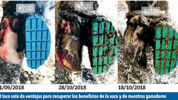 Cojeras después del verano