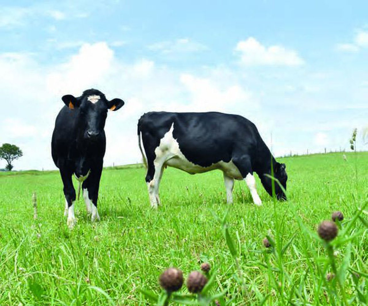 Factores que afectan a la composición de los ácidos grasos en la leche de las vacas frisonas en Galicia