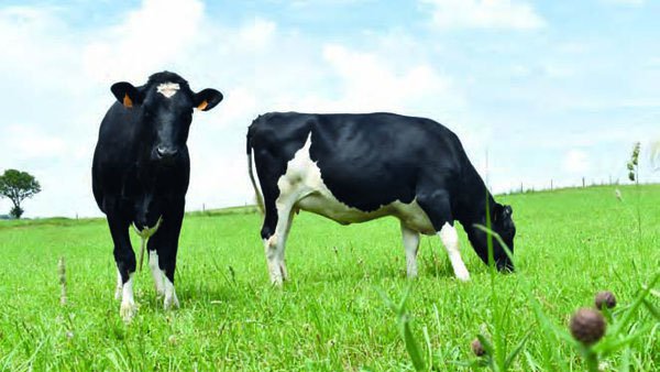 Factores que afectan a la composición de los ácidos grasos en la leche de las vacas frisonas en Galicia