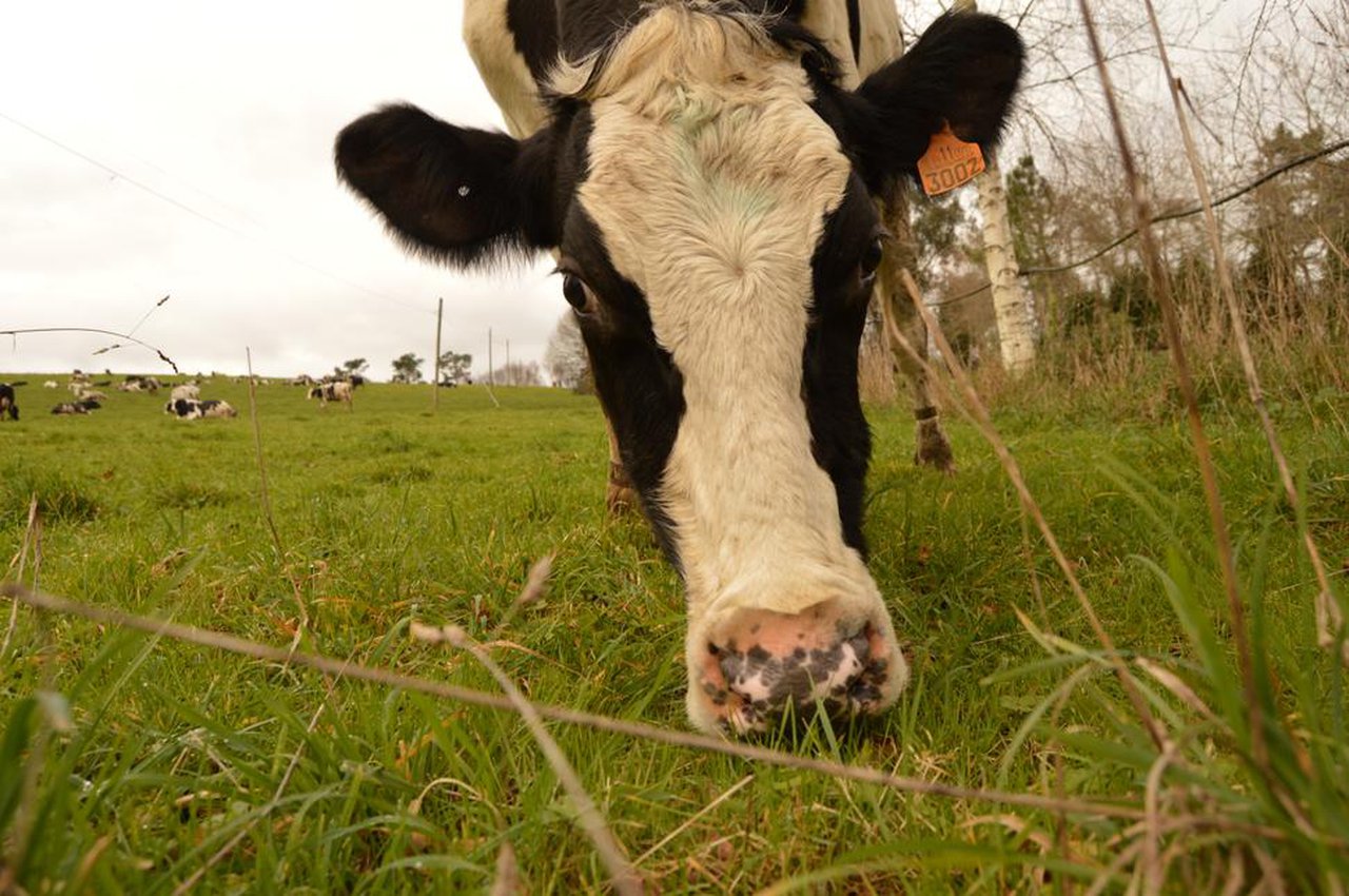 Constituida la Asociación de Productores de Leche Ecológica de Galicia