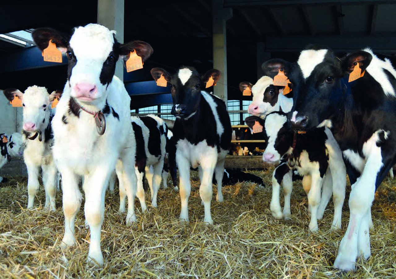 Efectos del desmochado mediante el lápiz cáustico frente a la cauterización térmica sobre el bienestar de los animales