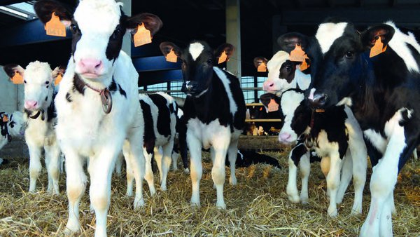 Efectos del desmochado mediante el lápiz cáustico frente a la cauterización térmica sobre el bienestar de los animales