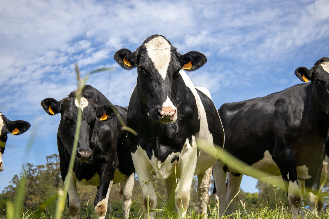 El Consejo de Ministros incrementa el apoyo a la contratación de seguros agrarios