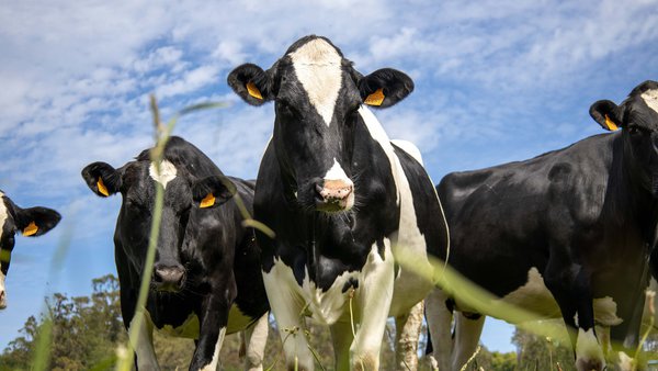 El Consejo de Ministros incrementa el apoyo a la contratación de seguros agrarios
