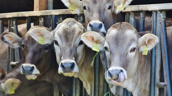 Unión de Uniones solicita a Transición Ecológica eximir a los ganaderos de presentar la memoria anual sobre residuos