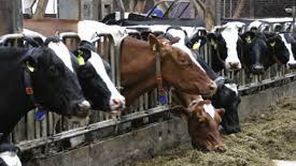 Unión de Uniones propone al MAPA limitar el aumento de macrogranjas de leche