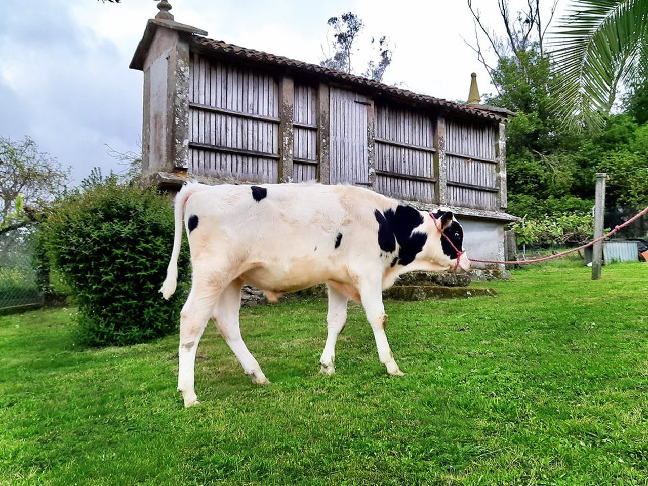 Un macho nacido en Galicia, n.º 1 en el mundo y futuro semental de ABS Global