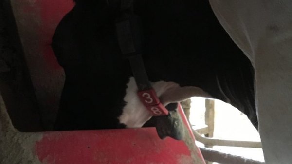 Alimentación de precisión en el robot de ordeño