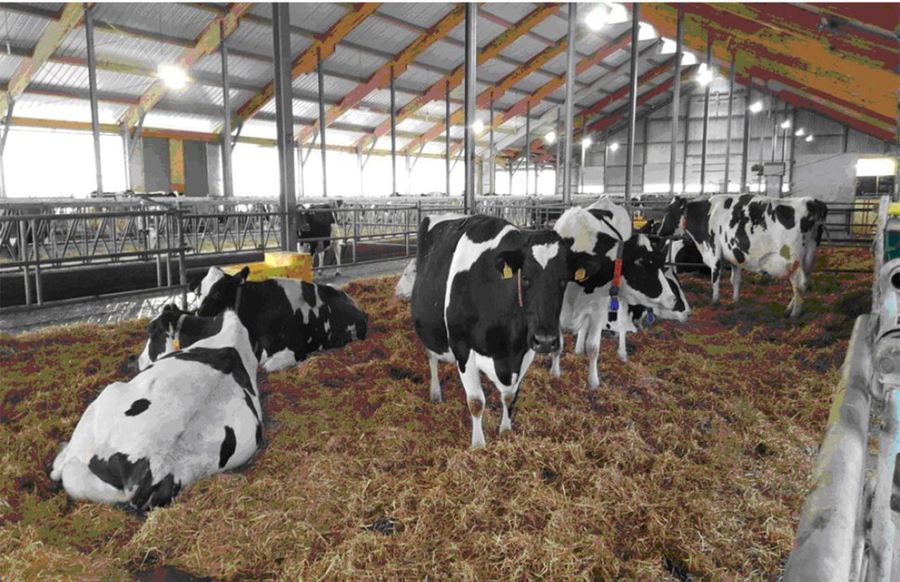 La importancia de la formación sobre el manejo del período seco y el uso apropiado de las cánulas de selladores y de terapia antibiótica