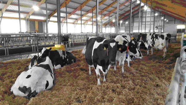 La importancia de la formación sobre el manejo del período seco y el uso apropiado de las cánulas de selladores y de terapia antibiótica
