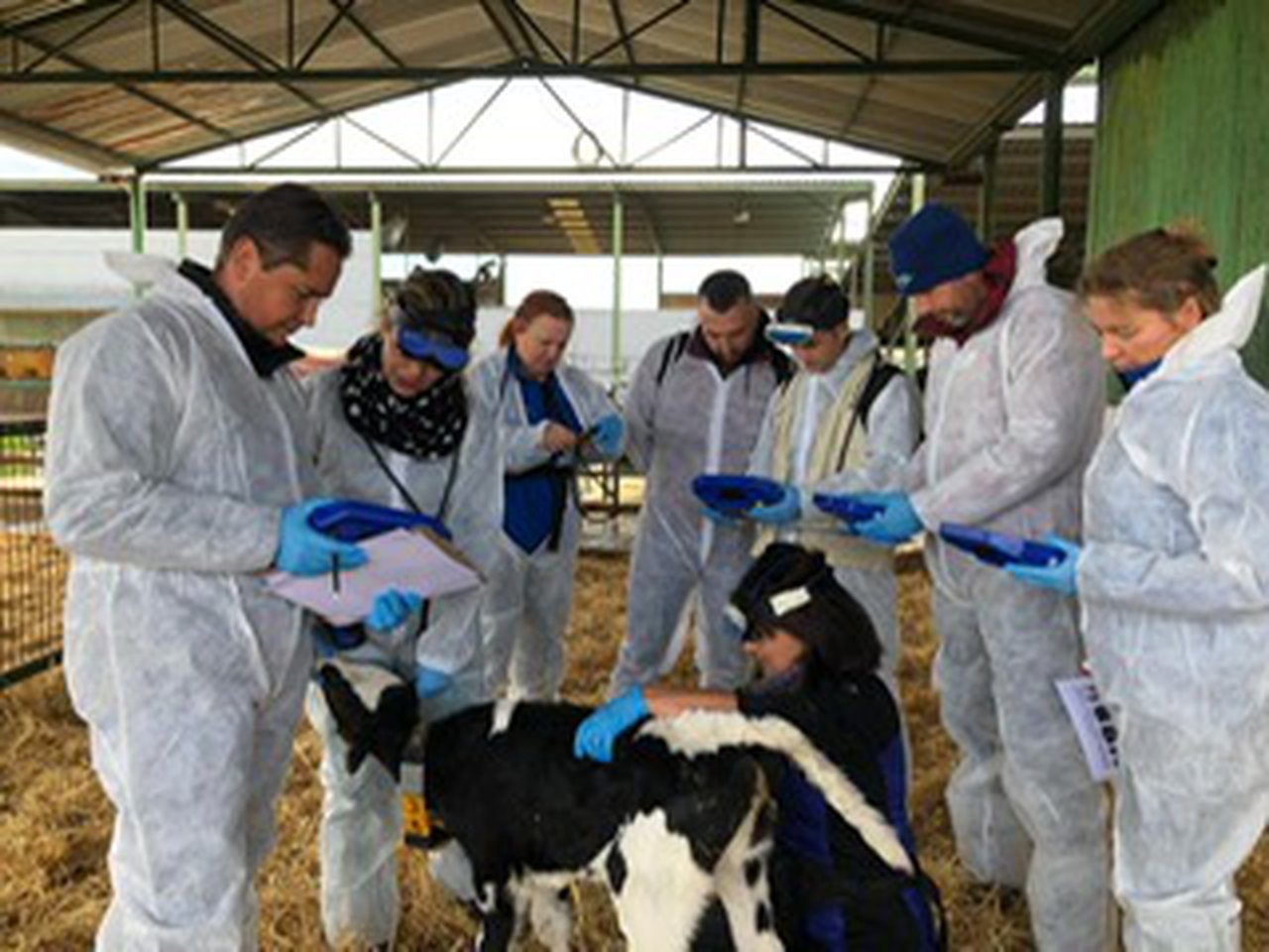 MSD Animal Health imparte un curso de ecografía pulmonar a técnicos europeos