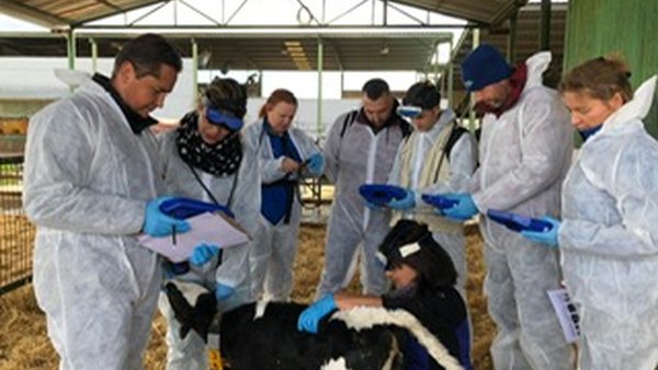 MSD Animal Health imparte un curso de ecografía pulmonar a técnicos europeos