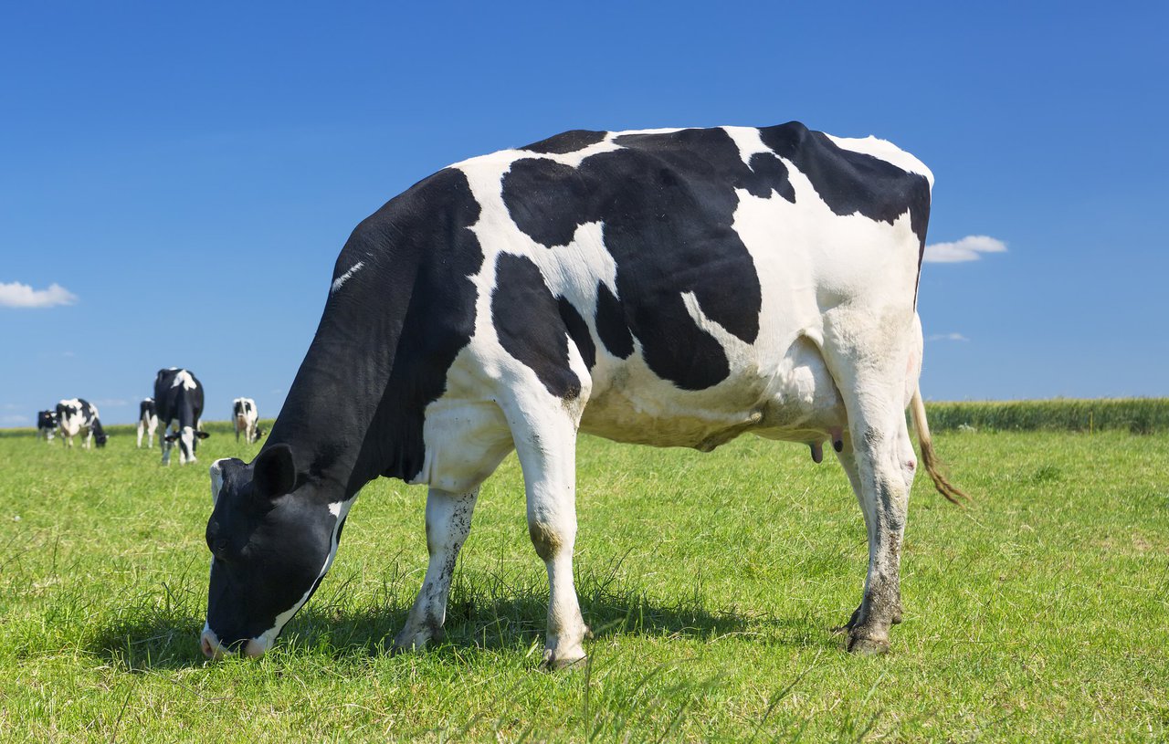 Timac Agro obtiene la verificación en bienestar animal y mejores técnicas disponibles (MTDs) en Prosanex 360 para todas las especies