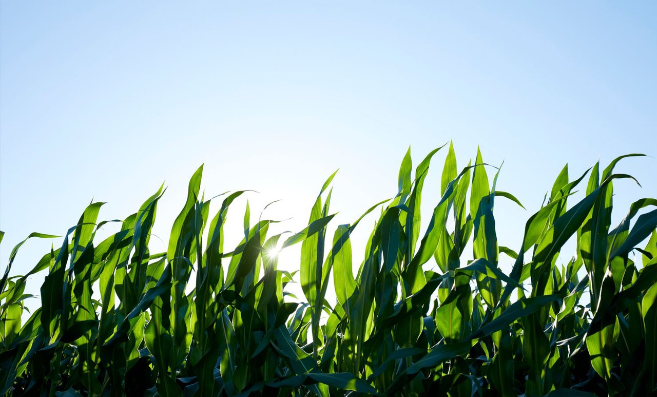 Timac Agro reduce máis dun 40 % as emisións de gases de efecto invernadoiro en millo