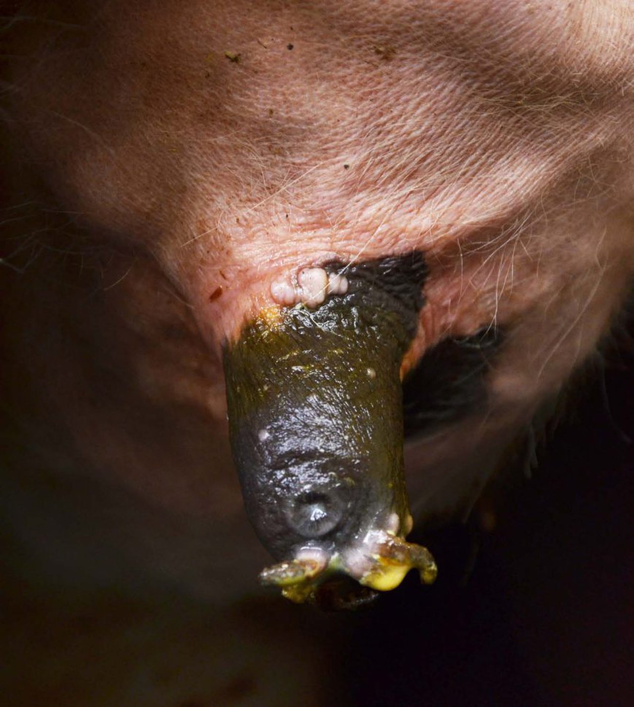 Entender la hiperqueratosis por dentro y por fuera