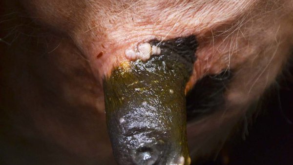 Entender la hiperqueratosis por dentro y por fuera