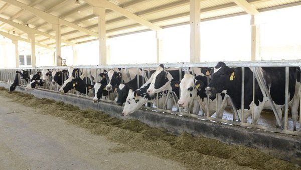 Valle de Odieta engade un aditivo alimentario para reducir as emisións de metano